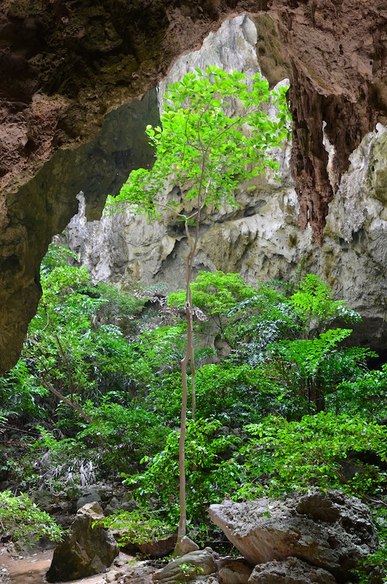 Strangest forest in Thailand?