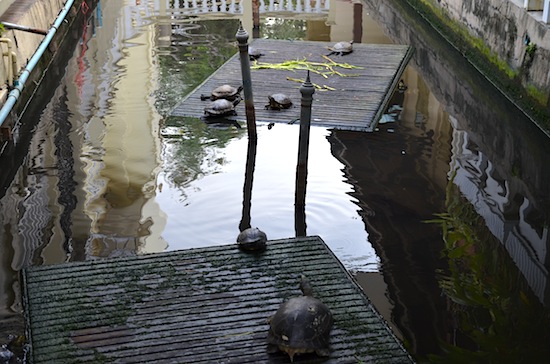 The turtles look as peaceful as the monks.