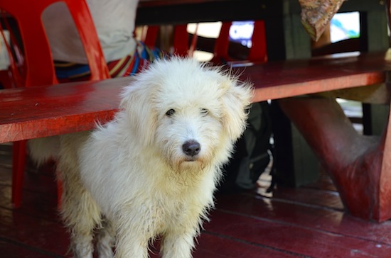 Or you could always pet this little fella.