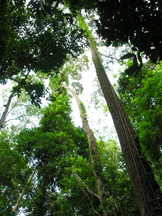 Ko Adang: Still more trees than concrete.