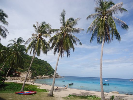 Ko Tao: Dive and dive and dive and dive.