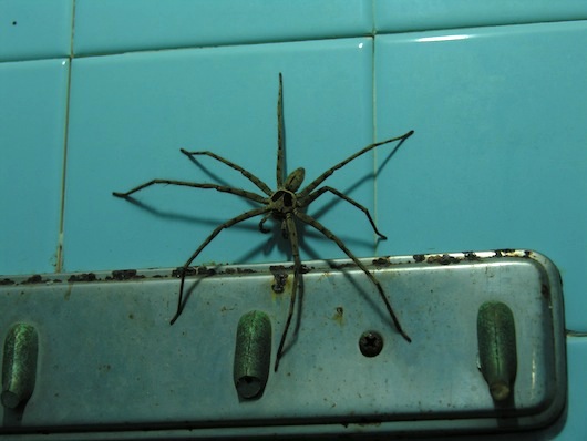How's it goin' roommate?
