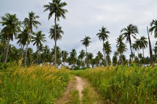 Coconuts on demand.