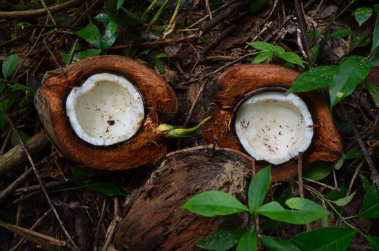 Paradise is but a coconut away.