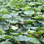 Spot the frog