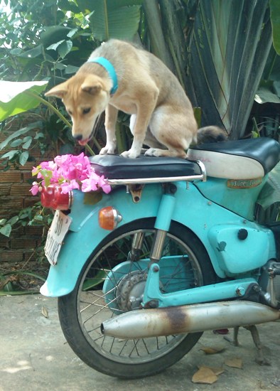 Everybody loves a Cub.