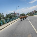 Be wary of unlicensed road users.