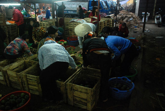 Sorting fruit.