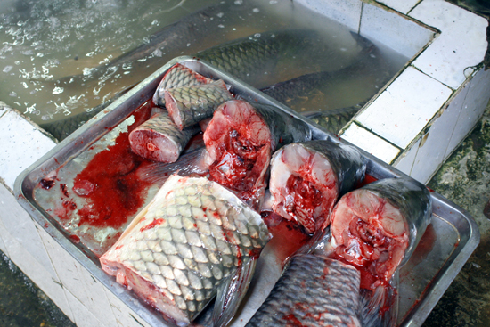 The fish can see their destiny.