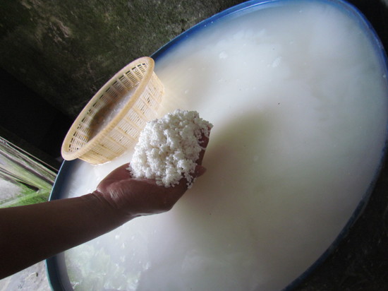 Tomorrows Cao Lau. The first stage of production. Soaking 'old' rice.