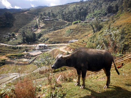 A buffalo contemplates the scenery.