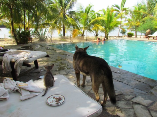 So relaxed and friendly they let us bring the whole family - including our pets.