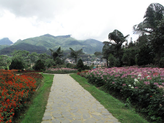Landscaping with a backdrop.