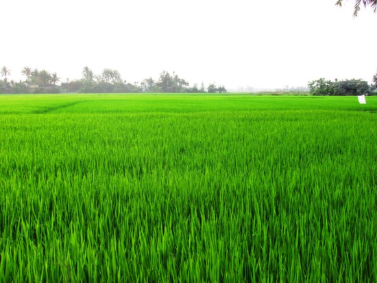 The rice fields in March.