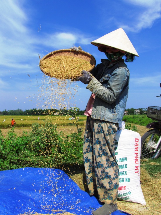 The June rice harvest.