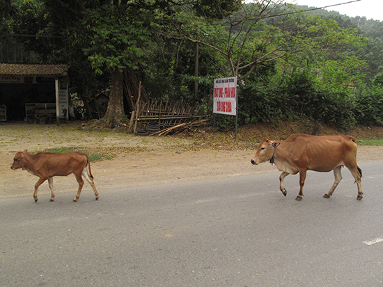 Common road hazards.