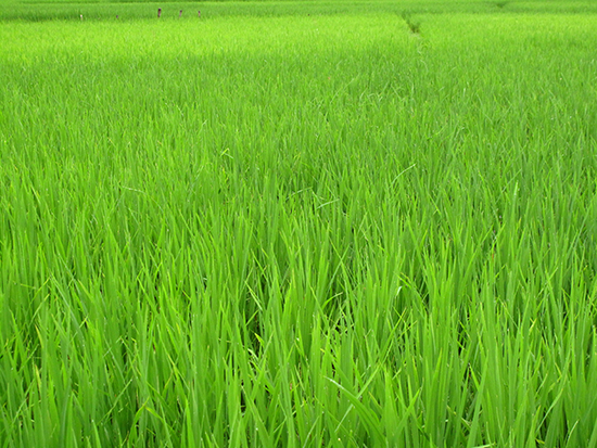 Head for the hills. Or the green green grass.