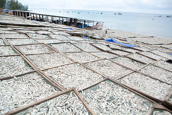 Fish as far as the eye can see